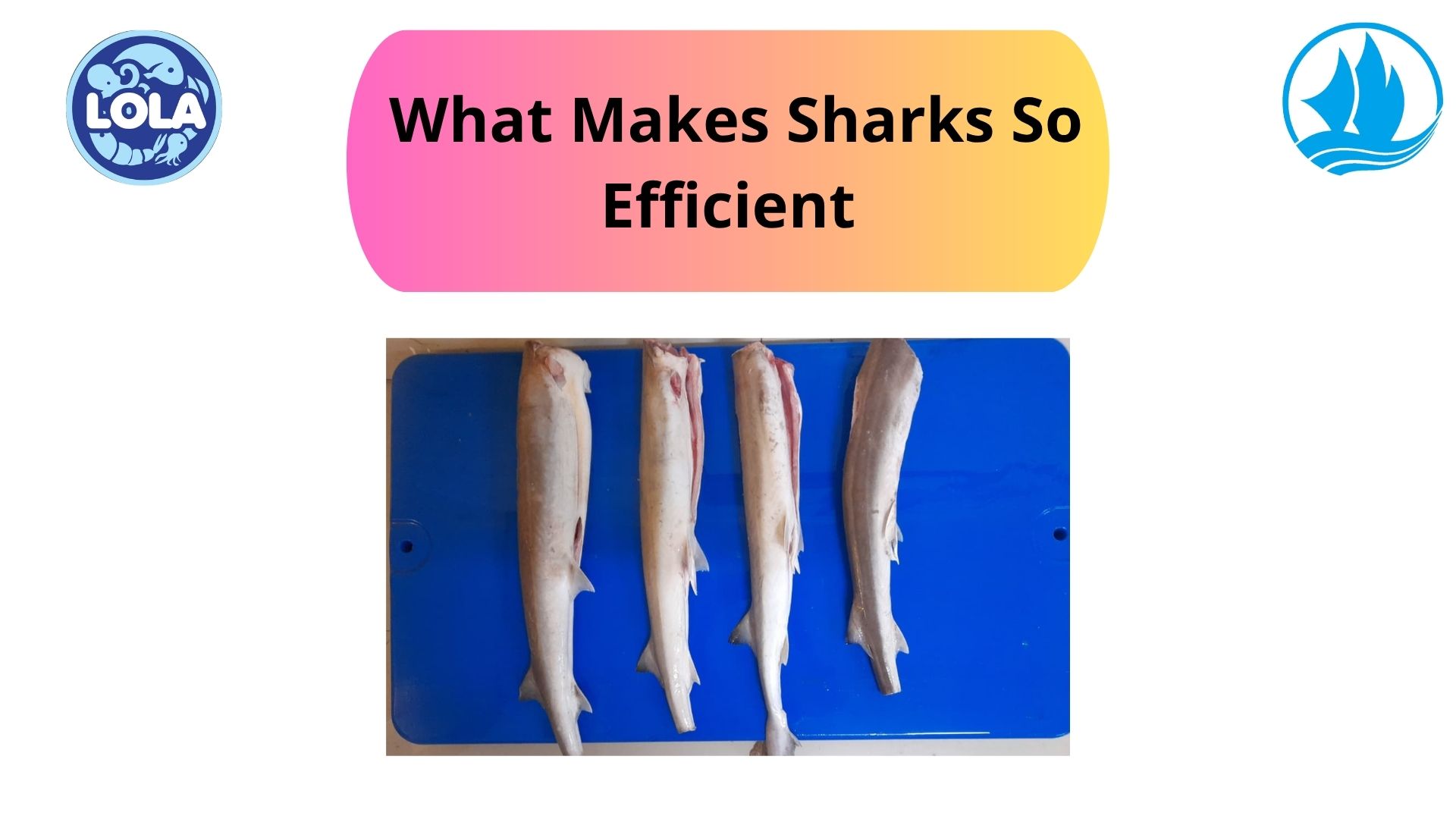   What Makes Sharks So Efficient